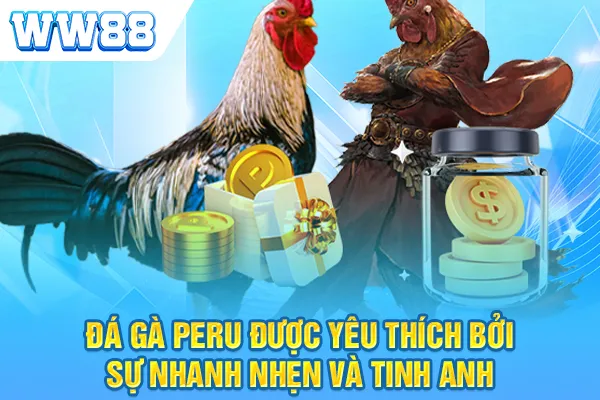 Đá gà Peru được yêu thích bởi sự nhanh nhẹn và tinh anh