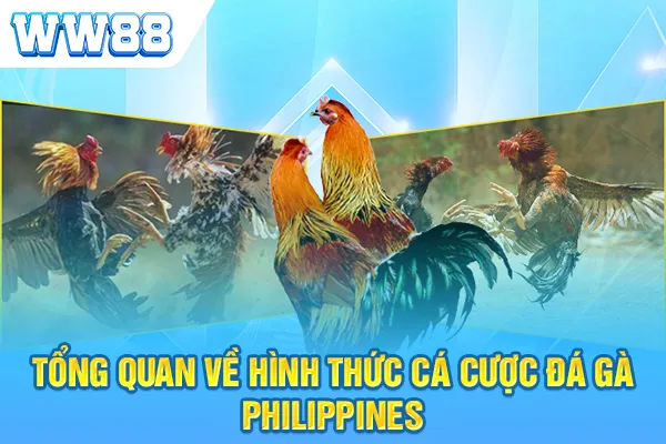 Tổng quan về hình thức cá cược đá gà Philippines